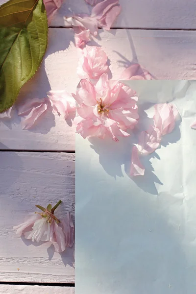 与日本樱花盛开的鲜花的美丽，春天花卉背景 — 图库照片
