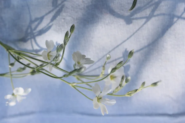 Bello sfondo floreale con fiori primaverili — Foto Stock