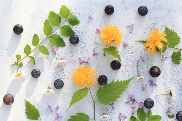 Vackra sommar / vår bakgrund med färska blommor och blad på vit — Stockfoto