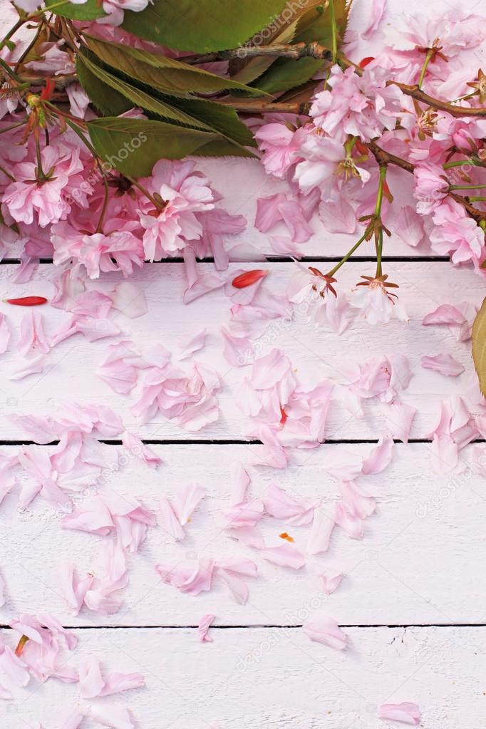 日本桜の花が咲くと美しく 春の花の背景 ストック写真 C Julietart 日本桜の花が咲くと美しく 春の花の背景 ストック写真 C Julietart