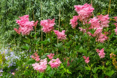 Pembe çimen çiçek bahçesinde