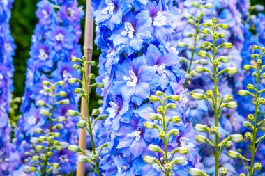Mavi delphinium çiçeği Bahçe 
