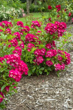 Güzel bahçesi olan kırmızı gül çiçeği 