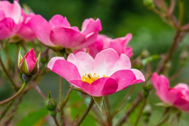 Bahçede güzel pembe güller 