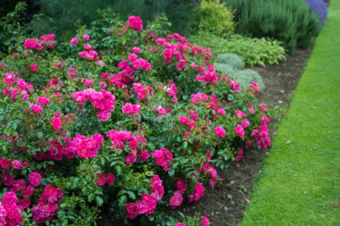 Beautiful dark pink roses in the garden clipart