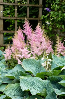 Pembe çimen çiçek bahçesinde