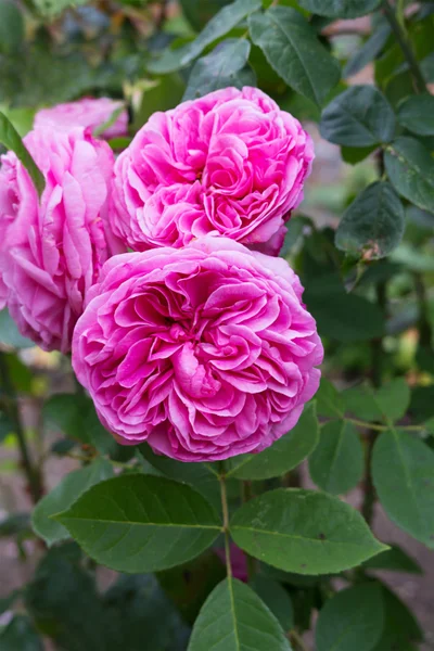 Rosa rose piene fioriscono in giardino — Foto Stock