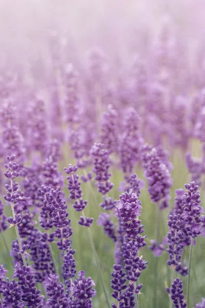 Prado de lavanda perto — Fotografia de Stock