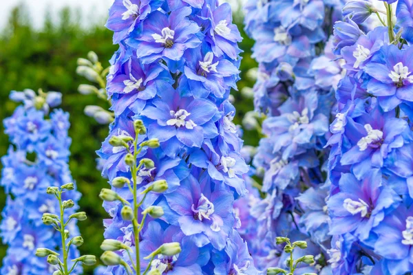 बगीचे में ब्लू डेल्फिनियम फूल — स्टॉक फ़ोटो, इमेज