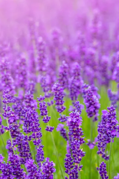 Prado de lavanda perto — Fotografia de Stock