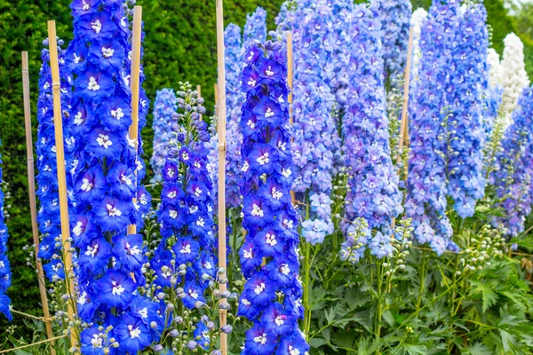 Fiore di delfinio blu in giardino — Foto Stock