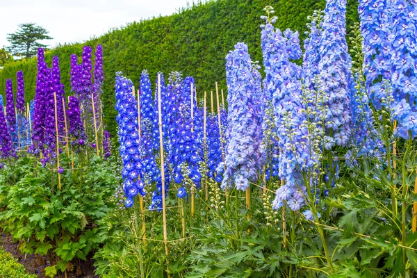 Blue delphinium blossom in the garden — Stock Photo, Image