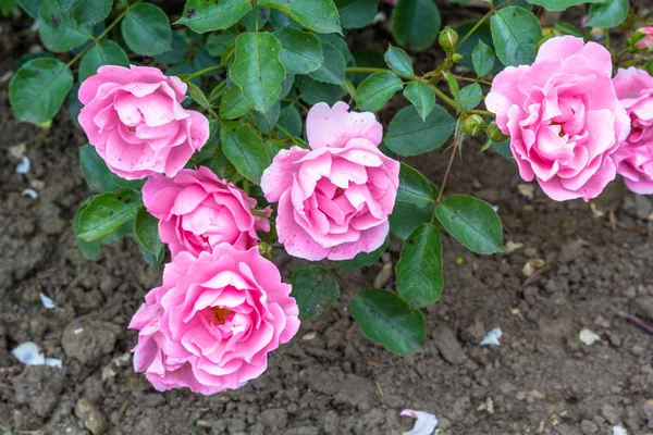Rose rosa fioriscono in giardino — Foto Stock