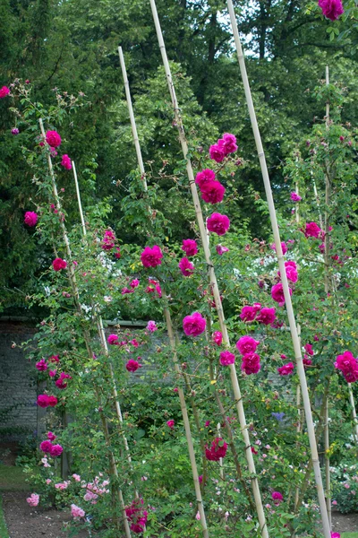 Vacker trädgård med röda rosor blossom — Stockfoto