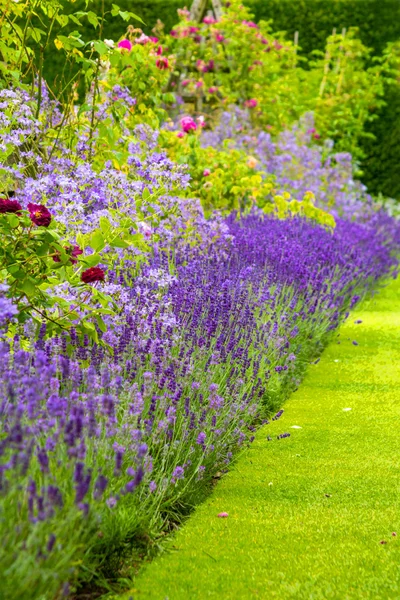 Bonito, jardim de verão com lavanda florescente e várias plantas — Fotografia de Stock