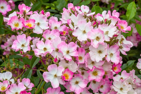 Belle rose rosa che fioriscono in giardino — Foto Stock