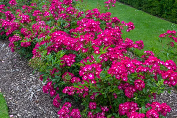 Belle rose rosa che fioriscono in giardino — Foto Stock