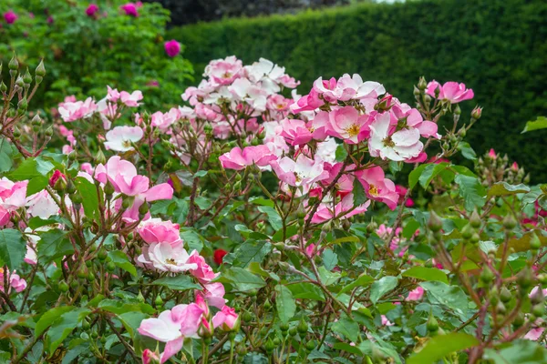 Belle rose rosa che fioriscono in giardino — Foto Stock