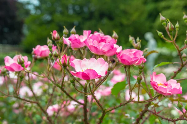 Belle rose rosa che fioriscono in giardino — Foto Stock