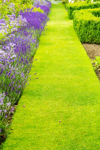 Vacker, sommarträdgård med blommande lavendel och olika växter — Stockfoto