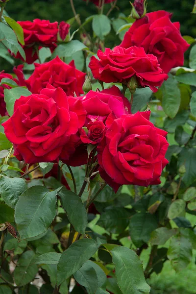 Fiori di rose rosse in giardino, da vicino — Foto Stock