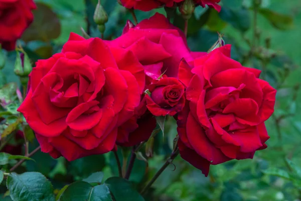 Червоні троянди цвітуть в саду, крупним планом — стокове фото