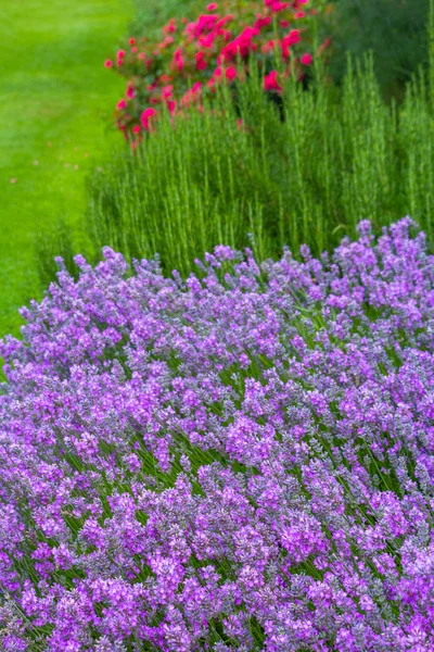 Lavendel äng på nära håll i trädgården — Stockfoto