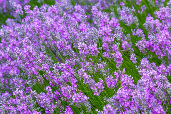 Lavanda prado de cerca en el jardín —  Fotos de Stock