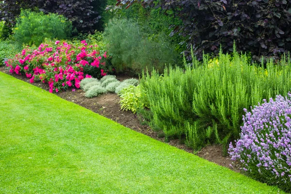 Hermoso jardín de verano con rosas rojas y varias plantas — Foto de Stock