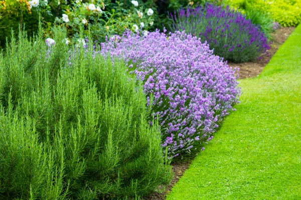 Schöner Sommergarten mit blühendem Lavendel und verschiedenen Pflanzen — Stockfoto