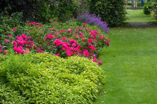 Wunderschöne dunkelrosa Rosen im Garten — Stockfoto
