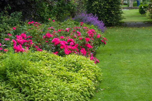 Mooie donker roze rozen in de tuin — Stockfoto