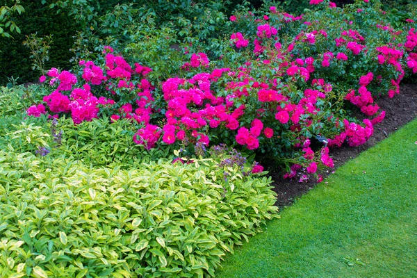 Beautiful dark pink roses in the garden