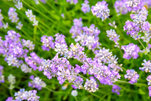 Lavendel struiken close-up bij zonsondergang. — Stockfoto