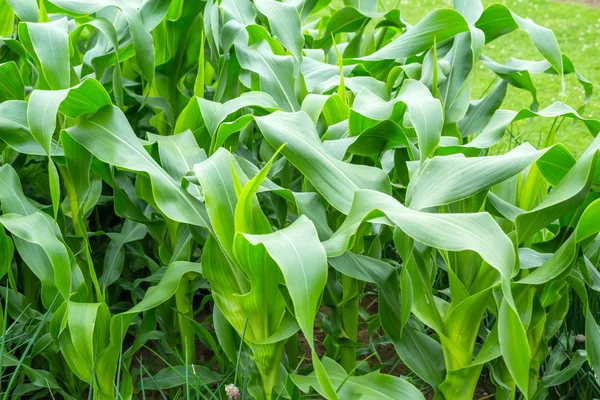 Кукурудза, що росте в саду, крупним планом листя — стокове фото