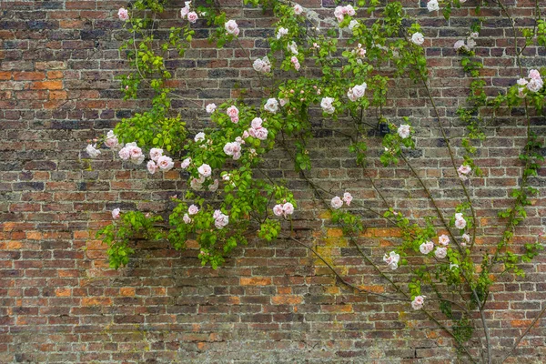 Roses grimpantes roses contre le mur de briques — Photo