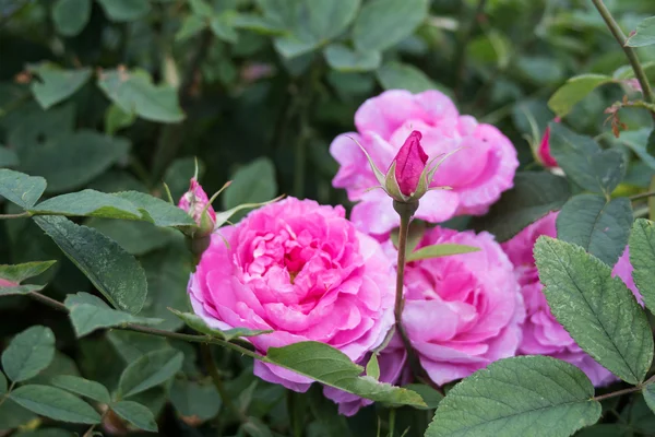 Belle rose rosa che fioriscono in giardino — Foto Stock