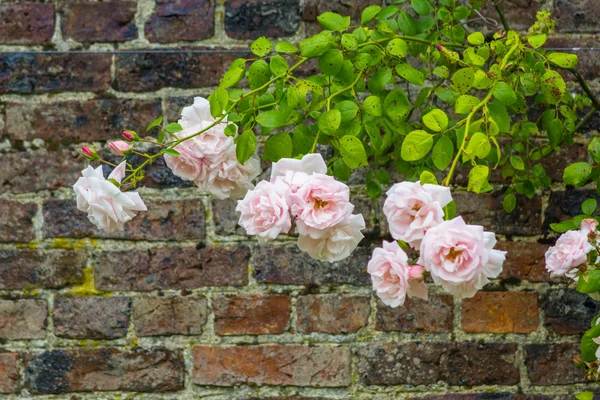 Rosa rosas escalada contra parede de tijolo — Fotografia de Stock