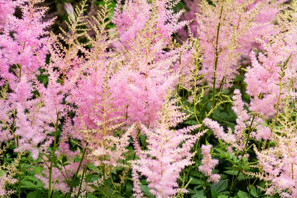 庭の草のピンク花 — ストック写真