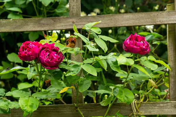 Vackra röda rosor blommar i trädgården — Stockfoto