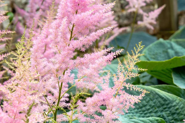 Pink grass blossom in the garden — Stock Photo, Image