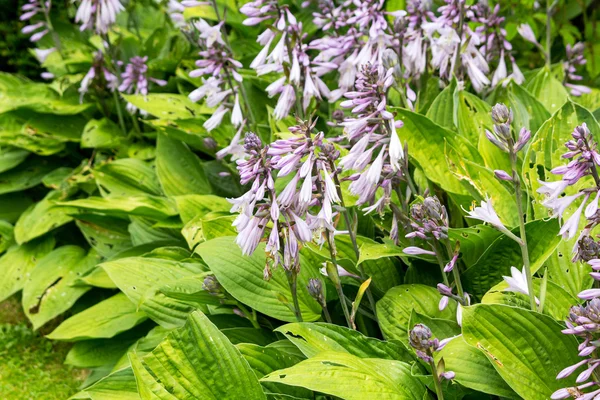 Hosta flor, Grupo de plantas com flores — Fotografia de Stock