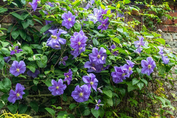 Vackra lila blommor av clematis över gamla trädgårdsmur — Stockfoto