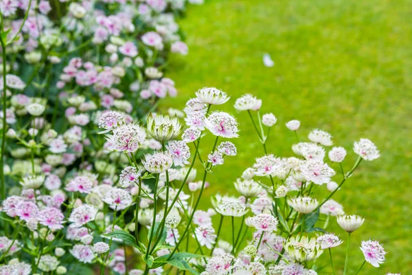 Flores bonitas e sutis florescem no jardim — Fotografia de Stock