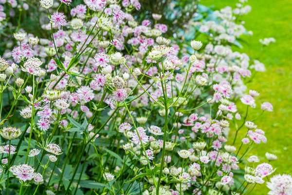 De belles fleurs subtiles fleurissent dans le jardin — Photo