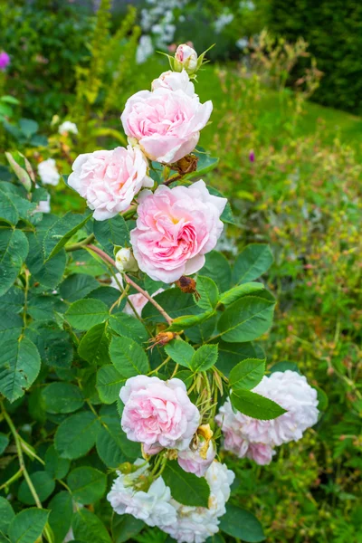 Красиві рожеві троянди, що цвітуть в саду — стокове фото