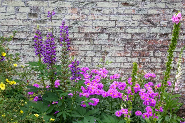 Hermosas flores violetas que florecen en el jardín contra la vieja pared de ladrillo —  Fotos de Stock