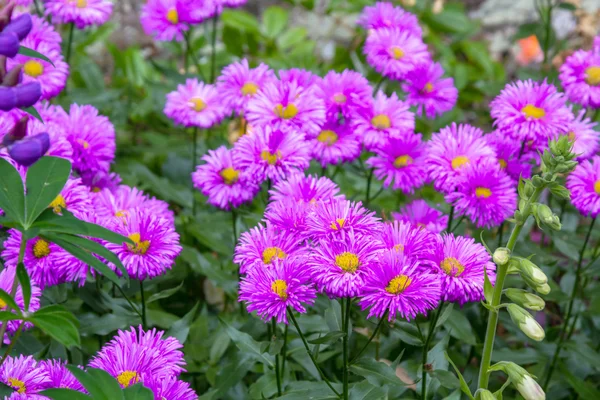 Bellissimi fiori viola che sbocciano nel giardino contro il vecchio muro di mattoni — Foto Stock