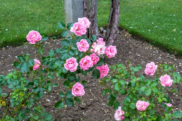 Красиві рожеві троянди, що цвітуть в саду — стокове фото
