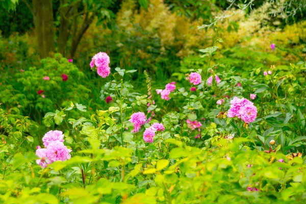 Roze rozen bloeien in de tuin — Stockfoto